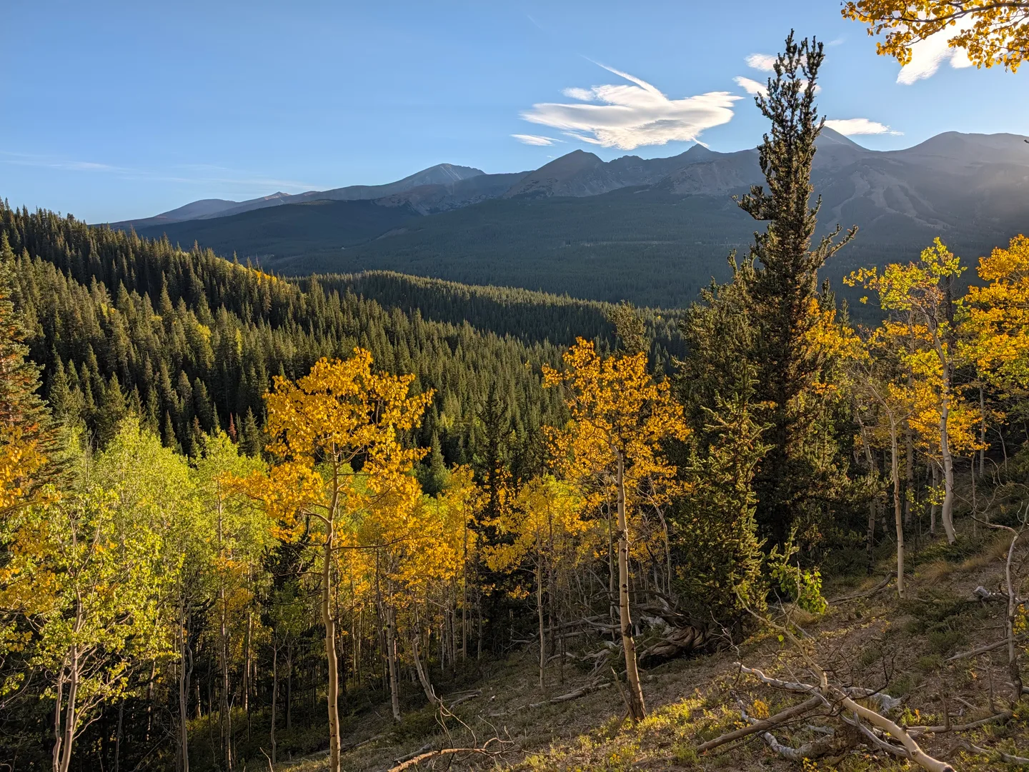 Golden aspen trees above an evergreen valley, with a mountain ridge beneath a blue sky.